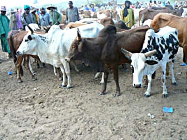 Elevage: La BID finance les filières viande rouge et lait Elevage: La BID finance les filières viande rouge et lait