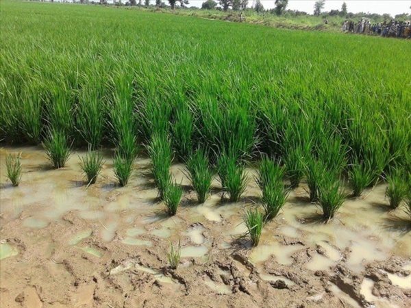 Mali : La BOAD accorde 5 milliards pour le Programme de Développement de l’Irrigation Mali : La BOAD accorde 5 milliards pour le Programme de Développement de l’Irrigation