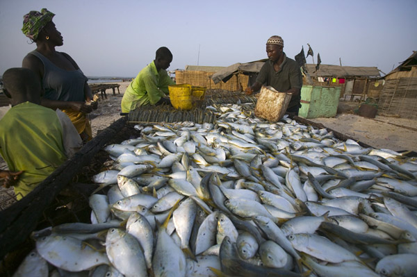 Secteur pêche : La tutelle ambitionne 5316 tonnes de poissons d’ici 2018