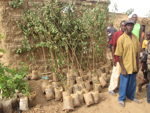 Protection de l’environnement : 165 pieds d’arbres pour verdir la Place Rotary International de Bamako Protection de l’environnement : 165 pieds d’arbres pour verdir la Place Rotary International de Bamako
