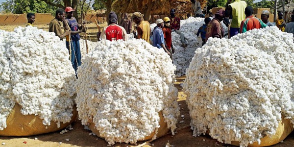 UEMOA : La production de coton estimée à 2.468.547 tonnes