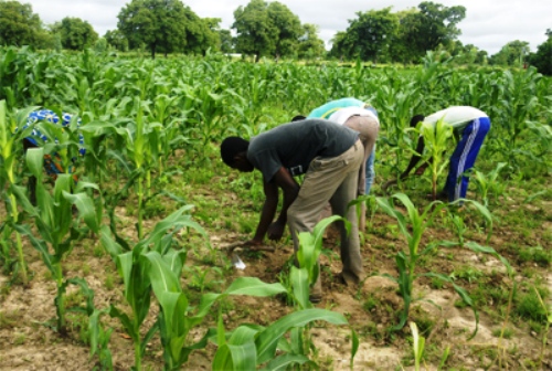 CHANGEMENTS CLIMATIQUES :  425 producteurs formés dans le cercle de Banamba