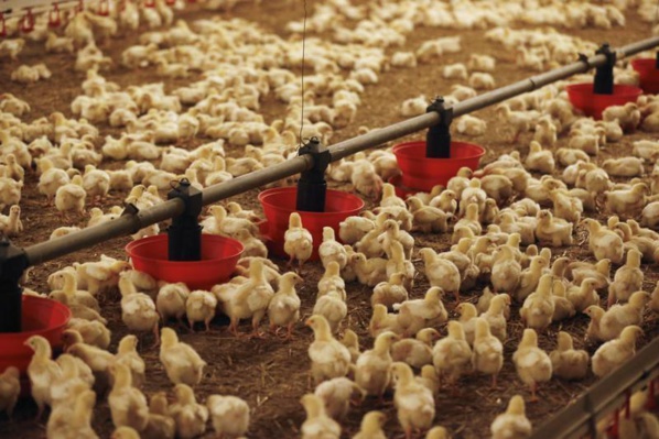 AVICULTURE : SEDIMA Mali a vendu ses premiers poussins AVICULTURE : SEDIMA Mali a vendu ses premiers poussins