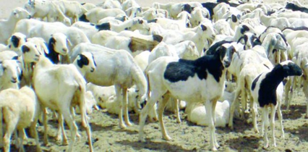 Elevage: Le Mali fixe le cadre du Projet régional d’Appui au Pastoralisme Elevage: Le Mali fixe le cadre du Projet régional d’Appui au Pastoralisme