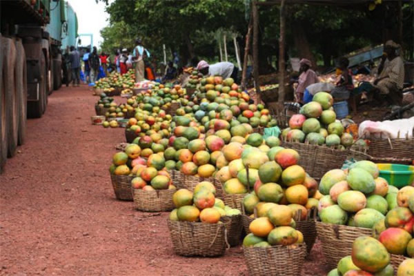 Filière mangue: Des pertes évaluées à 507,5 millions de FCFA en 2017 Filière mangue: Des pertes évaluées à 507,5 millions de FCFA en 2017