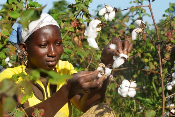 Compagnie malienne pour le développement des textiles : Des progrès enregistrés dans la production de coton graine