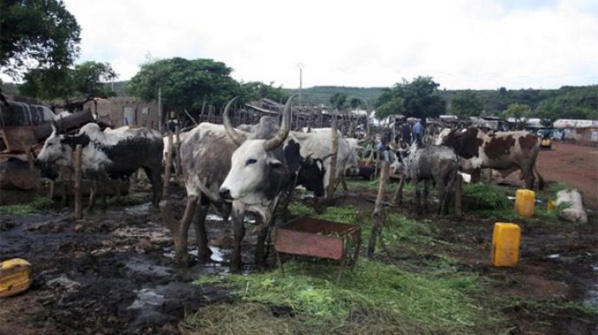 Marché de l’aliment bétail : Spéculation autour du prix