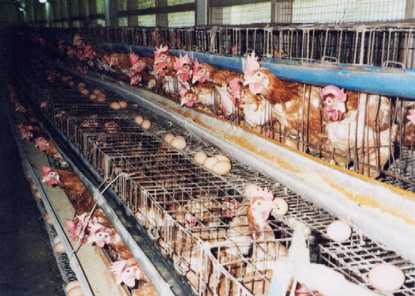 Aviculture traditionnelle: Le ministre de l’élevage arme les femmes Aviculture traditionnelle: Le ministre de l’élevage arme les femmes