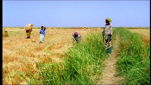 Production de riz : L’offre mondiale en hausse pour la campagne 2017-2018 Production de riz : L’offre mondiale en hausse pour la campagne 2017-2018