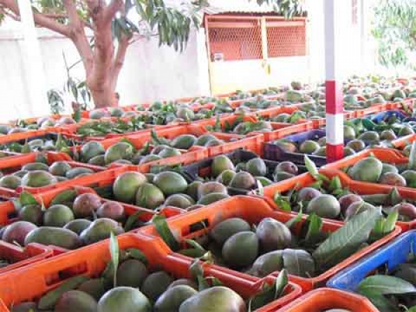 Filière mangue : Faire face à la crise de l’exportation vers l’Europe Filière mangue : Faire face à la crise de l’exportation vers l’Europe