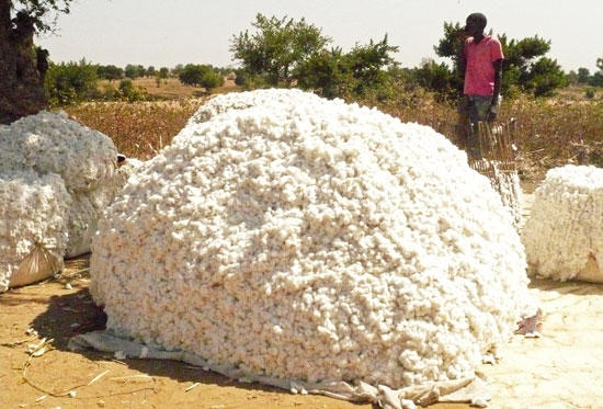 Culture du coton : Très faible production à Banamba Culture du coton : Très faible production à Banamba