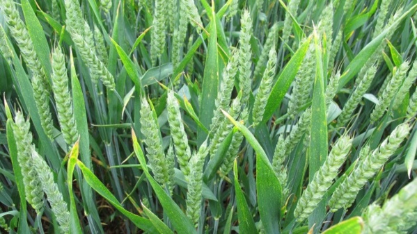 Céréales : L’offre mondiale estimée à 3217,6 millions de tonnes pour la campagne 2017-2018 Céréales : L’offre mondiale estimée à 3217,6 millions de tonnes pour la campagne 2017-2018