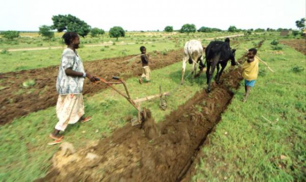 Mali : 36 milliards de FCFA seront injectés dans la subvention des intrants agricoles pour la campagne 2018-2019