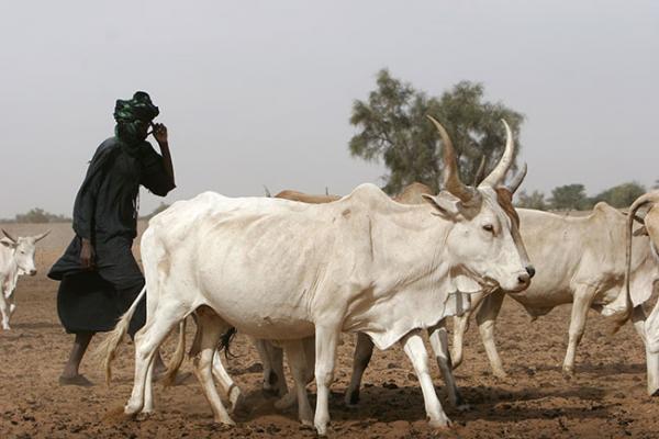 Sous-secteur élevage au Mali : Un  pilier fort de la croissance  économique