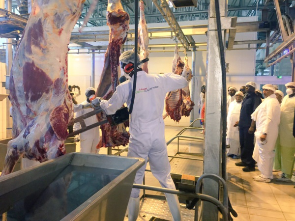 Promotion du sous-secteur élevage : L’abattoir « laham industries » confronté à des difficultés d’approvisionnement d’animaux de qualité Promotion du sous-secteur élevage : L’abattoir « laham industries » confronté à des difficultés d’approvisionnement d’animaux de qualité