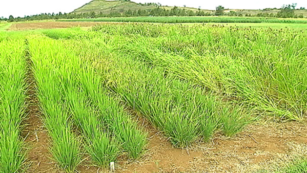 Production de riz : L’offre mondiale en net recul de 0,3%
