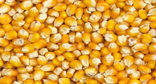Production de maïs: Hausse de 0,2% de la campagne 2017-2018