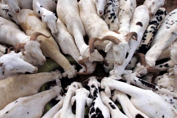 Aliment bétail : Le prix du sac de 50 kg de tourteaux  en hausse
