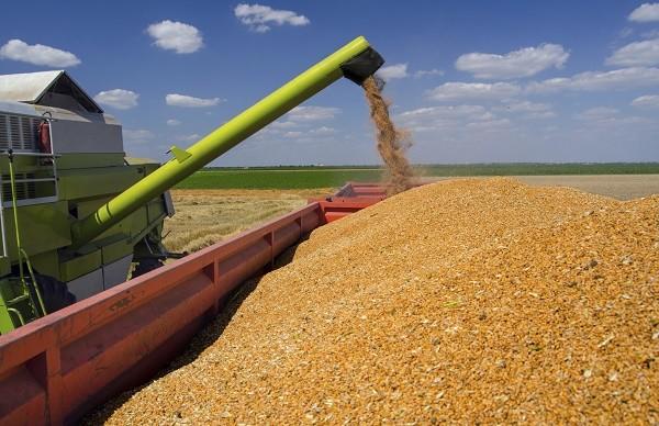 Blé tendre français : L’USDA table sur une production de 1005,8 Millions de tonnes