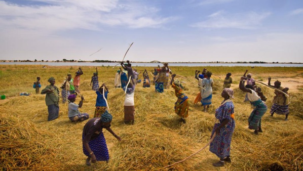 Mali : Un taux de 103,7% attendu  pour la production céréalière 2018-2019