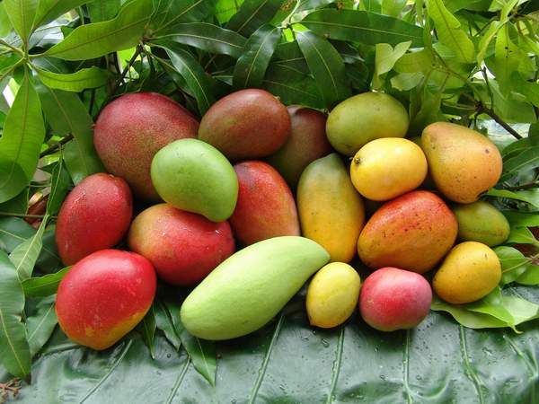 Filière mangue du Mali : Difficile accès au financement Filière mangue du Mali : Difficile accès au financement