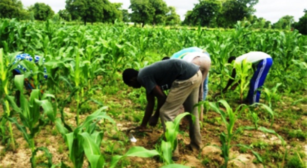 Agriculture : Le Programme de Productivité Agricole en Afrique de l’Ouest s’autoévalue Agriculture : Le Programme de Productivité Agricole en Afrique de l’Ouest s’autoévalue