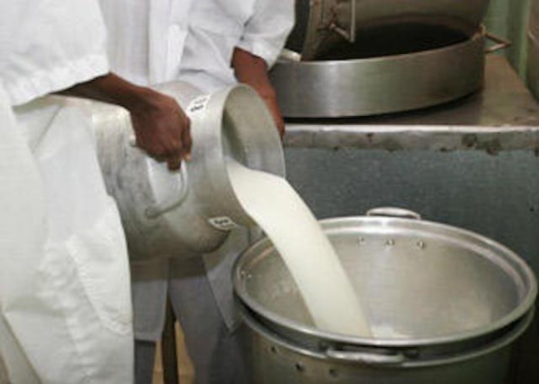 Secteur élevage au  Mali : Lancement des travaux de l’unité laitière en décembre