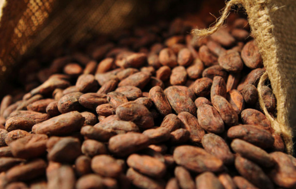 Gestion de la filière Cacao : La Côte d’Ivoire et le Ghana définissent un prix plancher