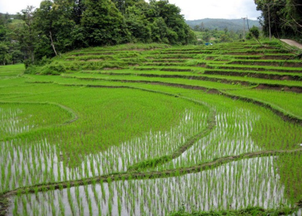 Riz: La production en hausse en décembre