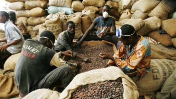 Zone Uemoa : 137.726 de tonnes de café produites en 2018 Zone Uemoa : 137.726 de tonnes de café produites en 2018