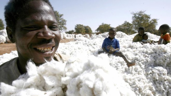 Mali: Le prix d’achat du coton graine est fixé à 275 FCFA pour la campagne 2019/2020