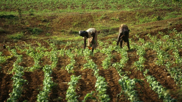 Agriculture: Un rapport préconise la numérisation pour améliorer la délivrance de subventions agricoles et la productivité en Guinée, au Mali et au Niger
