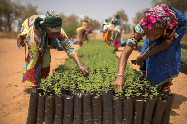 Photo/Noor pour FAO/Benedicte Kurzen A Koyli Alpha, au Sénégal, des femmes de la communauté travaillent dans des pépinières créées dans le village dans le cadre de l'Initiative de la Grande muraille verte qui vise à améliorer la vie des populations et la durabilité des terres.