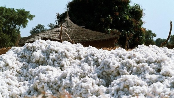 Commercialisation du coton malien : La Bdm-sa et la Cmdt signent une convention de 160 milliards de Fcfa