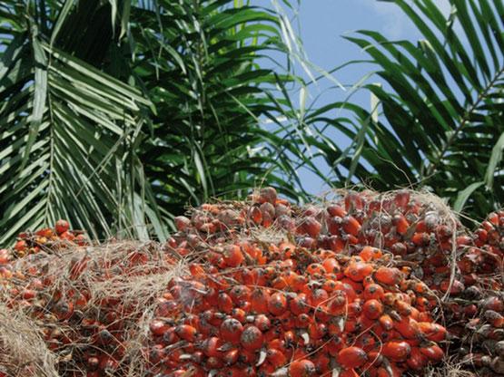PALM Côte d’Ivoire dégage un résultat net de 3,521 milliards de FCFA en 2020 PALM Côte d’Ivoire dégage un résultat net de 3,521 milliards de FCFA en 2020