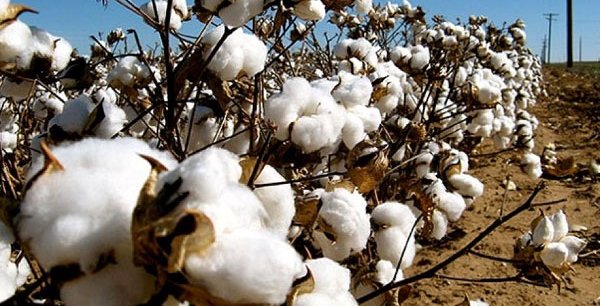 Nouvelle route du coton : Un projet de valorisation du coton du Mali au Canada