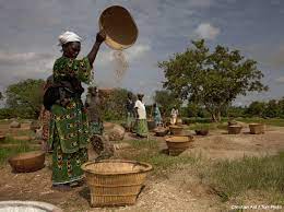 15ème Assemblée générale des semenciers du Mali : Cap sur l’atteinte de l’objectif de la sécurité alimentaire et nutritionnelle