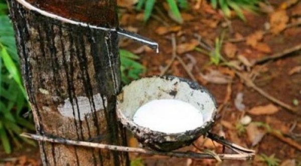 Côte d’Ivoire : Hausse de 33% du résultat net de la Société africaine de plantation d’hévéas en 2025.