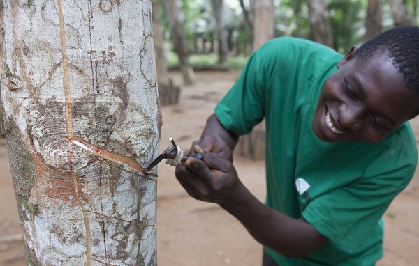 La Société Africaine de Plantation d’Hévéas annonce une baisse de 88% de son résultat net au premier semestre 2026. La Société Africaine de Plantation d’Hévéas annonce une baisse de 88% de son résultat net au premier semestre 2026.
