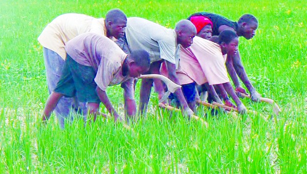 Agriculture : 15 milliards FCFA pour la reconversion du périmètre de Soké