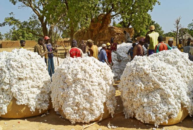 Secteur textile : La CMDT prévoit  725 000 Tonnes de coton pour la campagne 2017-2018