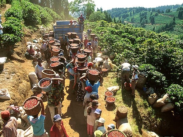 Agriculture : Le cacao et le café en baisse de production