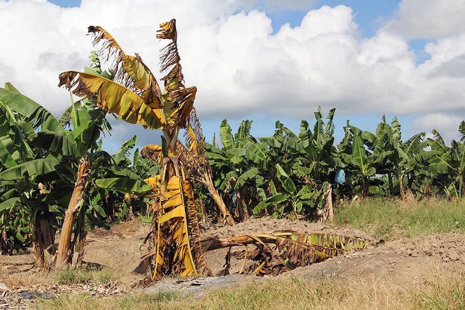 La FAO lance un programme mondial pour contenir une maladie menaçant les bananes