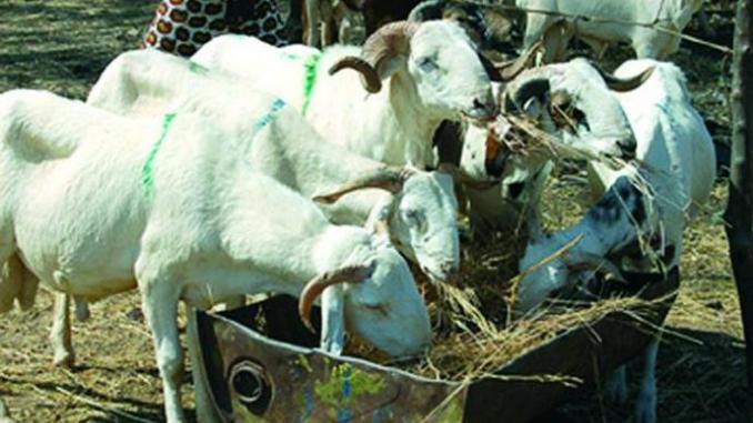 Elevage : L’AMDAROC milite pour l’amélioration des races ovines et caprines