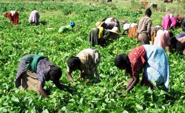 Autonomisation des femmes en agriculture :  Mobilisation  pour l’avancement de l’agenda