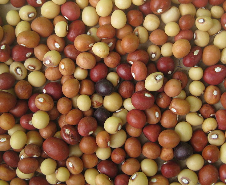 Importation  du pois sucré : La  production passe de 200 à 1000 tonnes