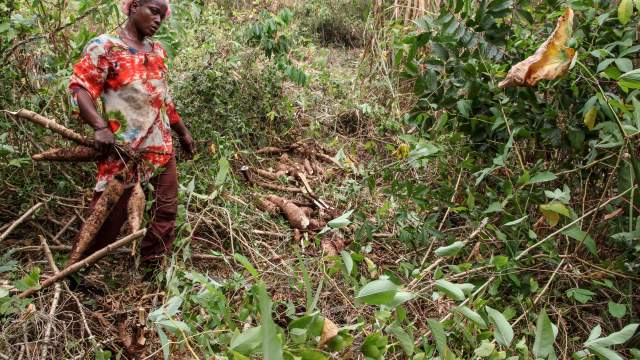 UEMOA : Hausse de 6,1% de la production vivrière dans l'Union