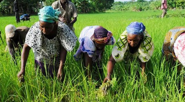 Promotion de l’entrepreneuriat féminin : Des secteurs porteurs pour l’émergence des femmes