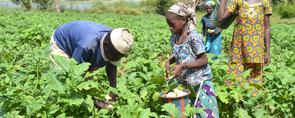 Programme d'appui au soussecteur de l'irrigation Le défi de