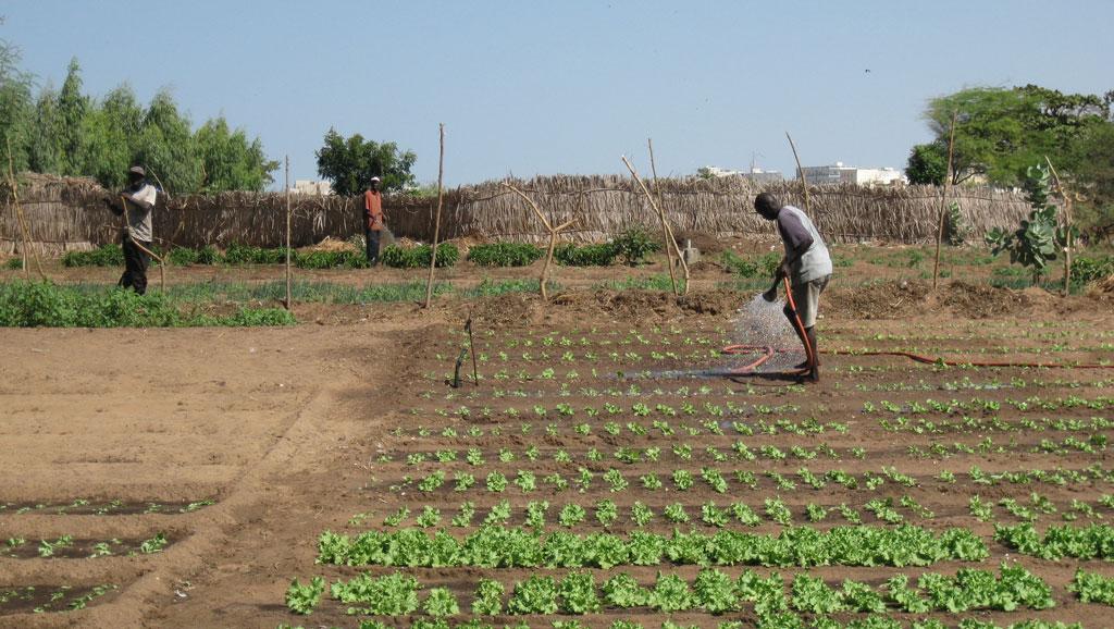 Agence d’aménagement des terres et de la fourniture de l’eau d’irrigation : Le défi de promouvoir le développement durable